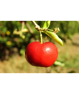 Barbados Cherry Malpighia Emarginata Sweet Tropical Fruit Seed 15 Seed F... - $871.74 MXN