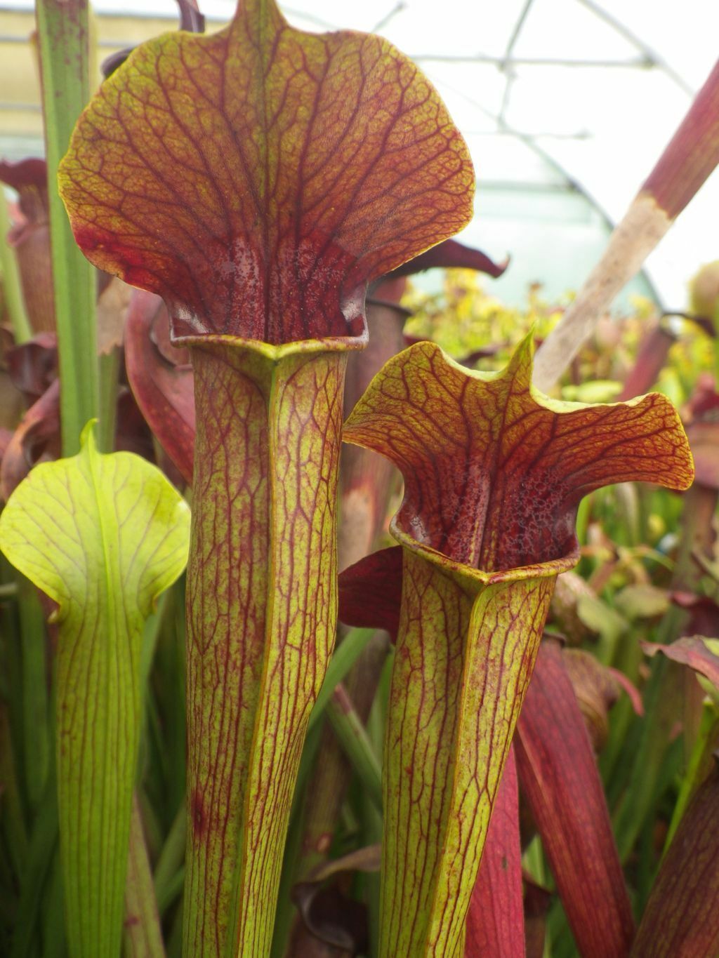 Sarracenia Alata Atrorubra Red Yellow Trumpets Pitcher Plant Carnivorous... - $17.96