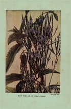 Vintage 1922 Flower Print Vervain Hyssop 2 Side Flowers You Should Know - £13.96 GBP