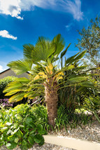 Bloomys 10 Seeds Wagner Windmill Palm Trachycarpus Fortunei Wagnerianus ... - $262.83 MXN