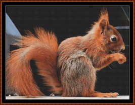 Red Squirrel ~~ counted cross stitch pattern PDF - £15.76 GBP