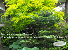 15 Seeds Golden Full Moon Japanese Maple  Swift Heirloom Seeds Ideal for Quick G - $14.50