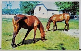 Kentucky Horse Park Horses Grazing Postcard D6 - £7.03 GBP