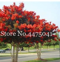 Fresh Seeds 100 Pcs Crape Myrtle Shrub Lagerstroemia Flower Seed Can Grow Big Tr - £10.98 GBP