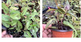 Live Plant Persicaria Fleeceflower Dragon Microcephala Perennial Garden ... - $22.99