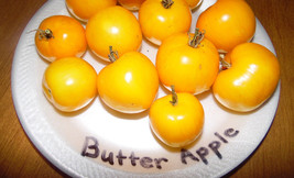 USA SELLER Butter Apple Tomato 10 Seeds Over 200 Kinds Of Tomatoes Fresh New - £14.58 GBP