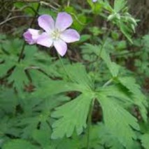 SEPTH 30++ Wild Geranium Heirloom Seeds (Geranium carolinianum) Carolina Crane&#39;s - $7.48