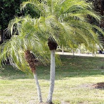 10 Pygmy Date Palm Phoenix Roebelenii Dwarf Miniature Ornamental Fruit T... - $88.74 MXN