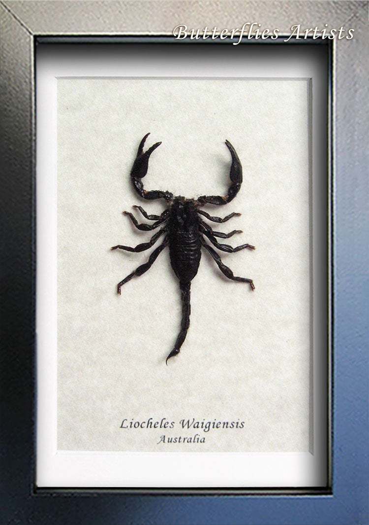 Australian Rainforest Scorpion Liocheles Waigiensis Entomology Collectib... - $52.99
