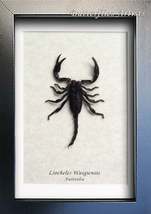 Australian Rainforest Scorpion Liocheles Waigiensis Entomology Collectib... - $48.99