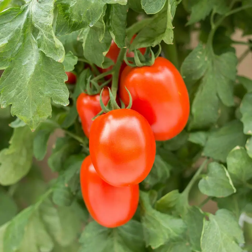 100 Seeds Roma Tomato Non-Gmo - £7.83 GBP