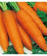 Giant Carrot Seeds - Organic &amp; Non Gmo Carrot Seeds - Heirloom Seeds - F... - £1.76 GBP