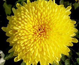 Beautiful Yellow Chrysanthemum Seeds Chrysanthemum Morifolium Seeds Flower Potte - £10.17 GBP