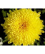 Beautiful Yellow Chrysanthemum Seeds Chrysanthemum Morifolium Seeds Flow... - £10.20 GBP