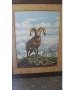 ROCKY MOUNTAIN BIG HORN SHEEP FRAMED PRINT by RAY HARM, FROM 1976, LTD. ... - £399.17 GBP