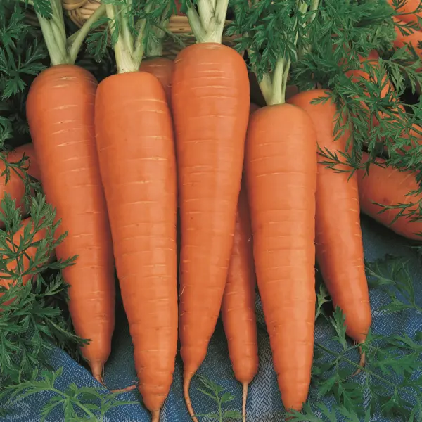 1100 Danvers Carrot Seeds Non - Gmo Fresh Harvest Garden - $3.86