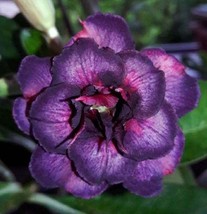 4 Dark Purple Pink Desert Rose Flower Seeds #STL17 - £14.36 GBP
