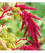PSA Exotic Amaranthus Caudatus Love Lies Bleeding Flowering Seed 15 Seed... - $17.50