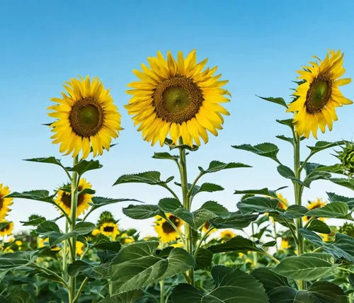 Skyscraper Sunflower Seeds For Planting 20 Seeds Exotic Seeds Fresh Seeds - £16.68 GBP