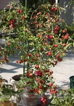  Unusual Dwaft &#39;Weeping Wickson&#39; Red Apple Tree Extraordinary Sweetness 10 Seeds - $7.00