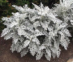 RAFHSTORE 300 Silverdust Dusty Miller Cineraria Maritima Flower Seeds US SEEDS - £8.13 GBP