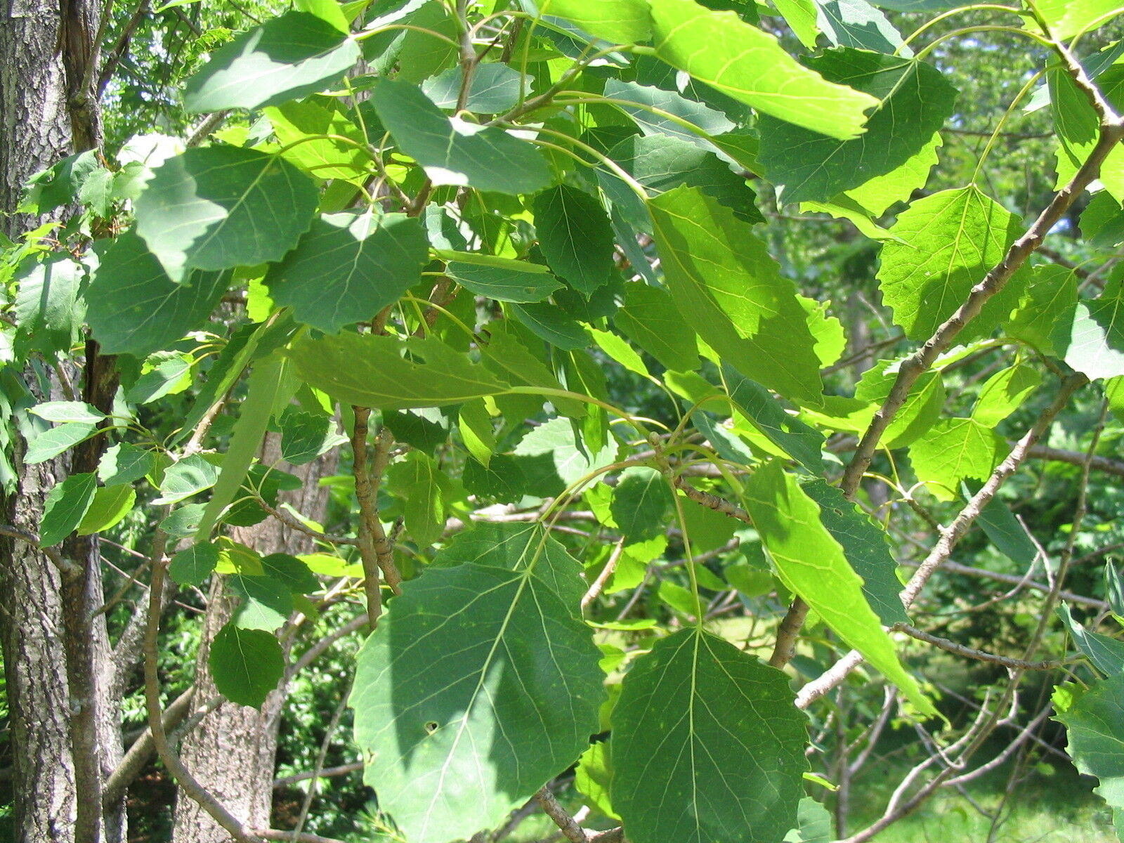 Populus Grandidentata Bigtooth Aspen Tree 5 seeds Fresh Gardening - $17.96
