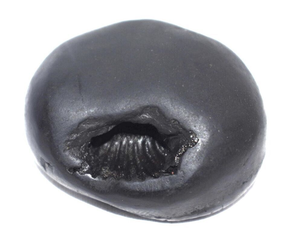 Shesha Shaligram / Ananta Shesha Salagram - Gandaki River Nepal Item image 3