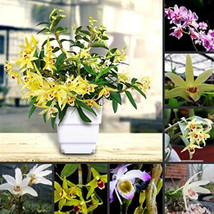 1 Pod Dendrobium Officinale Seeds Flower Powder Mixed Colors Flowers Gar... - $21.22