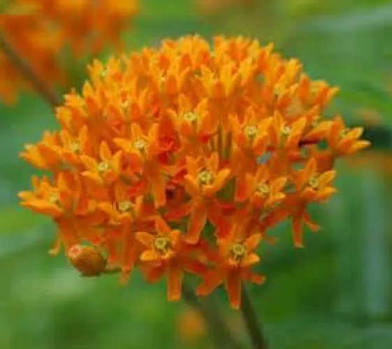 Butterfly Weed 25 Fresh Seeds Milkweed Asclepias Tuberosa Fast Shipping - £5.50 GBP