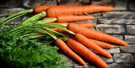 1000 Tendersweet Carrot Seeds Organic Fresh Garden - $12.28