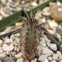 cactus Cereus aethiops Cacti Succulent real live plant - £37.86 GBP