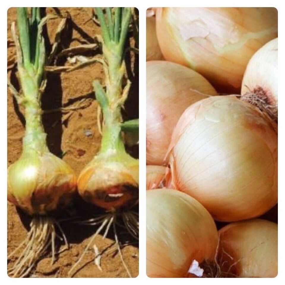 Primary image for Fresh Yellow Sweet Spanish Onion 50 Seeds