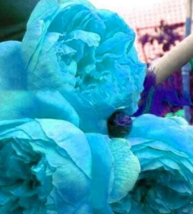 SEED Peony, Double Sky Blue Flowers 10PCS - $6.99