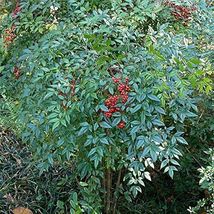20 Seeds Heavenly Bamboo Great for Hedge Privacy Made in USA - $18.92