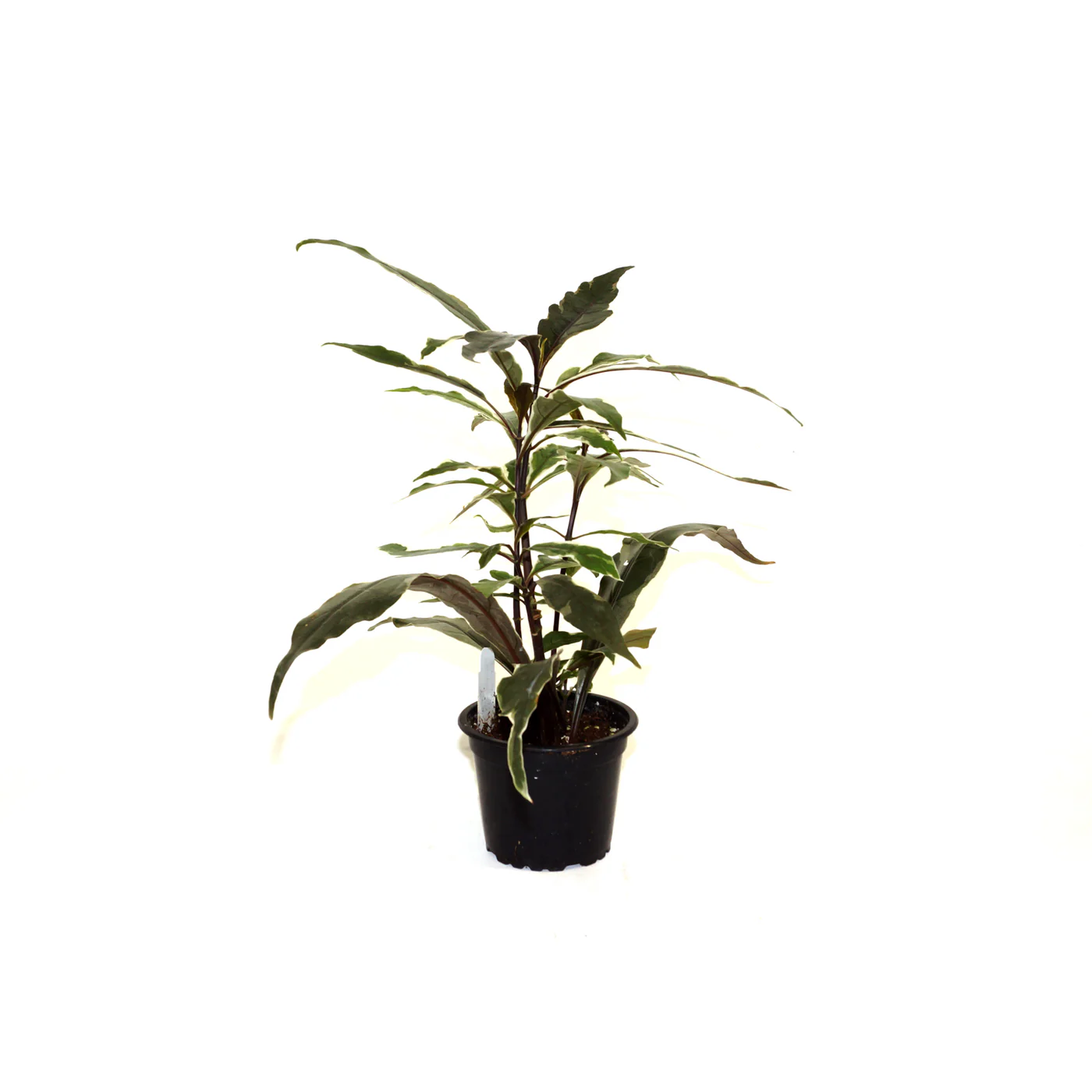 HGBO Pseuderanthemum Stainless Steel 3.5 until 4 Inch Pot USA Seller - £28.00 GBP