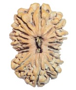 Super Collector 16 Mukhi Rudraksha - Nepal - 35.35 mm - Lab Certified - $45,297.53 MXN