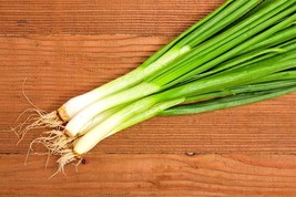 40 Scallion Seeeds Easy To Grow New Fresh Garden - $6.80