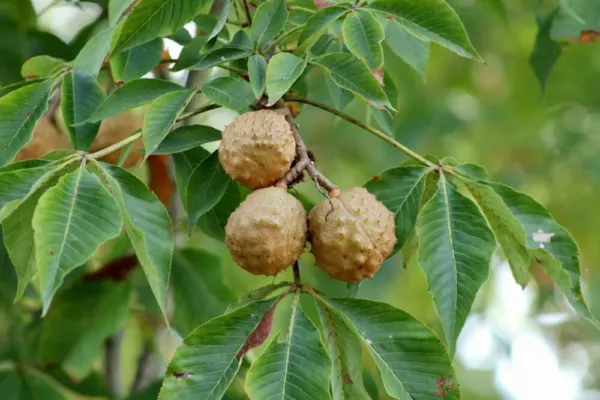 2 Buckeye Tree Seeds For Planting State Tree Of Ohio Aesculus Glabra Usa... - $21.92