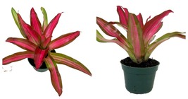 Live Plant - Bromeliad Vase Plant - Neoregelia Tricolor Perfecta – 4&quot; Pot - £39.86 GBP