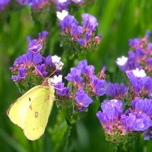 Fresh Statice Pacific Mix Seeds Fast Shipping - $4.22
