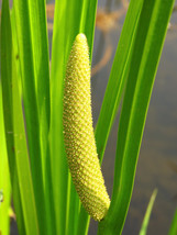 250 Sweet Flag Grass Wetland Pond Acorus Calamus Ornamental Seeds - £13.39 GBP
