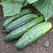 Cucumber 10+ Seeds - £8.49 GBP