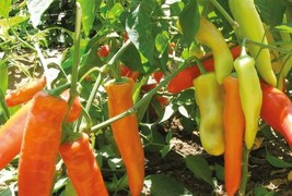 SGHOST Hungarian Pepper Yellow Hot Wax 30 Seeds Non Gmo Vegetable USA Seller - $8.26