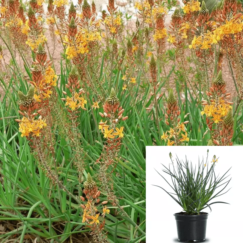 Bulbine Frutescens Orange 4inches Orange Bulbine Succulent Perennial Flo... - $19.99