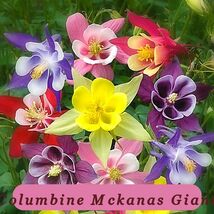 Tropical Charm 375 Seeds Columbine Mckanas Giant Mix Perennial - $2.86 CAD