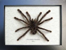 Hairy Spider Real Tarantula Avicularia Huriana Entomology Collectible Shadowbox - $109.99