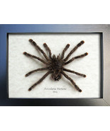 Hairy Spider Real Tarantula Avicularia Huriana Entomology Collectible Sh... - £87.64 GBP
