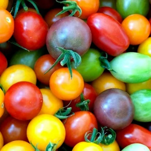 100 Rainbow Cherry Tomato Seeds For Planting Amazing Colors And Taste Fresh Seed - £13.03 GBP