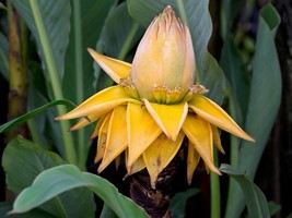 Chinese Dwarf Banana - Golden Lotus Banana – Musella lasiocarpa - $370.79 MXN