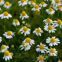 Common German Chamomile Seeds Herb Usa 400 Seeds Quarter Gram Great For Tea Gard - £7.81 GBP